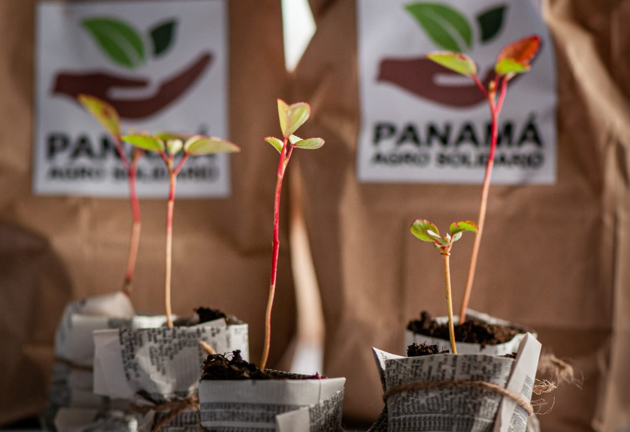stand plantas